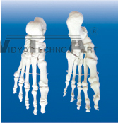 The model of foot bone